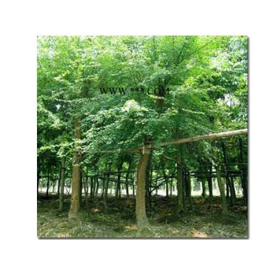 供应银杏