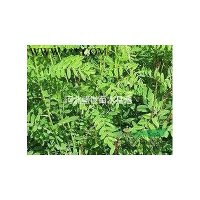 银杏苗木的价格 *好的银杏苗木