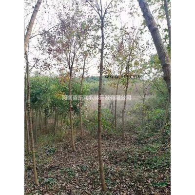 红花紫薇苗木出售，紫薇5-8公分紫薇林下芍药出售