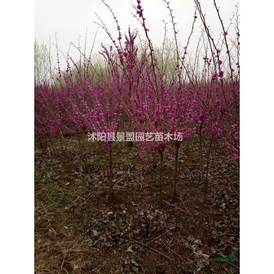 紫荆花和紫薇是同一树种吗？