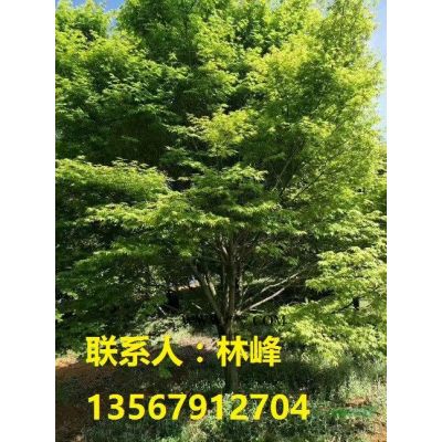 哪里的红枫既便宜，质量又好