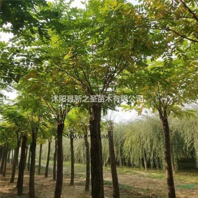 产地批发--绿化苗木紫薇树基地