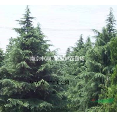 紫薇价格|樱花价格|紫薇树种植要求简单