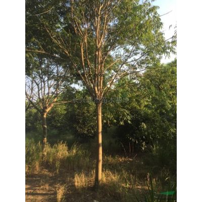 浙江杂交马褂木基地