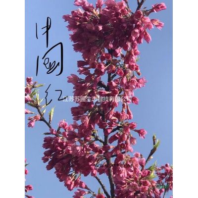 江苏矮紫薇“少女芯”新品种价格优惠图3