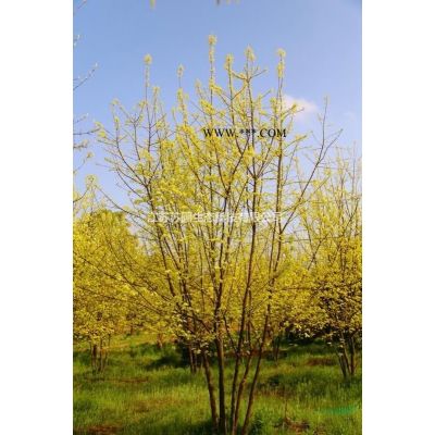 江苏矮紫薇“少女芯”新品种价格优惠图1