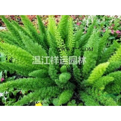 出售马褂木