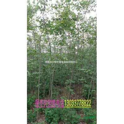 紫薇上车价格紫薇销售价格紫薇直销价格紫薇生产基地自产自销价格