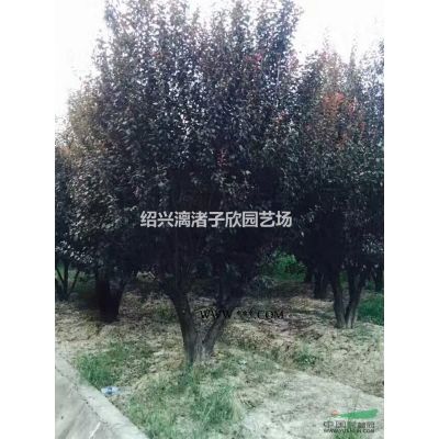 精品红枫 地径5到15公分