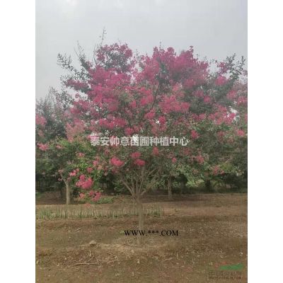 山东一*8公分紫薇基地畅购无忧好货价低