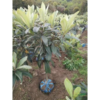 红枫地径5至15公分