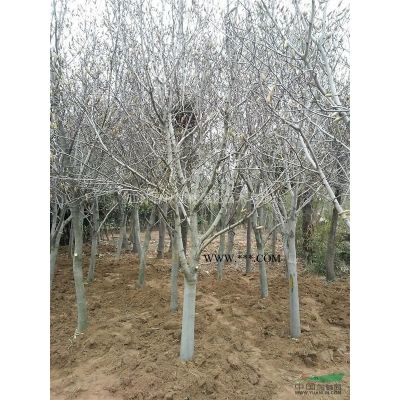 紫叶李、红叶李基地/价格/图片/产地/红叶李行情