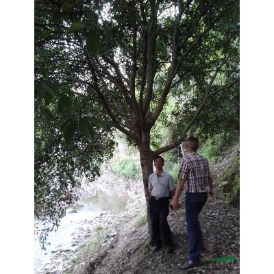 湖北咸宁艺家百年苗木基地常年供应各种绿化苗木6-10公分紫薇