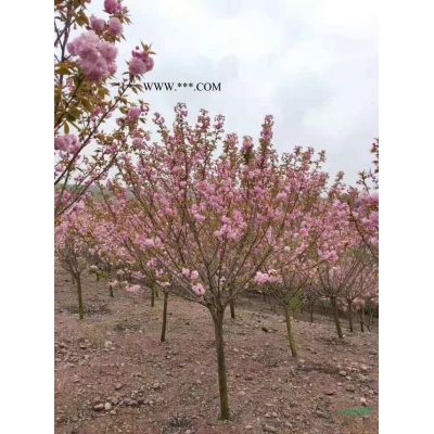 湖南移栽栾树哪里好/哪家便宜