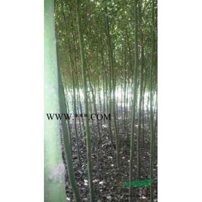 浙江黄山栾树*新报价/黄山栾树图片