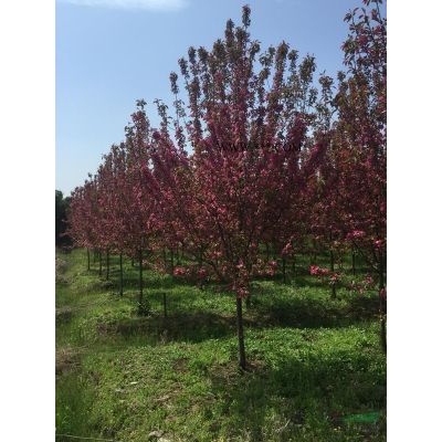 紫叶红花紫薇