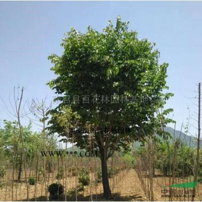 大量供应低分支红叶李