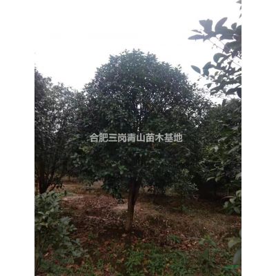 安徽朴树大量出售  重阳木栾树   榉树  哪里好/哪家便宜
