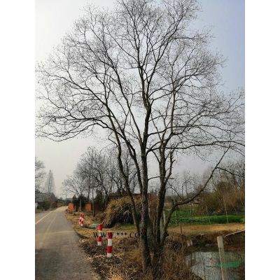 大小规格安徽合肥栾树基地