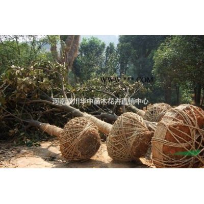 供应优质红叶李，红叶李苗木种植，红叶李价格