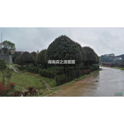 湖南供应红叶李规格*