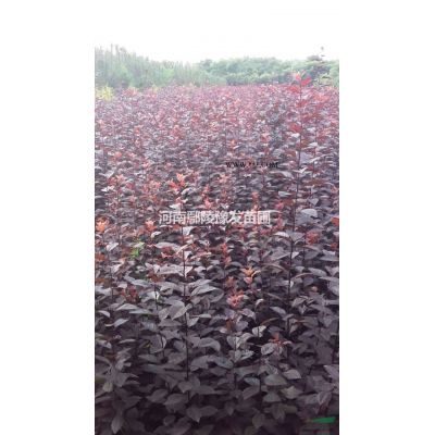 栾树 河南栾树花木基地 栾树价格 黄山栾树批发 河南花木