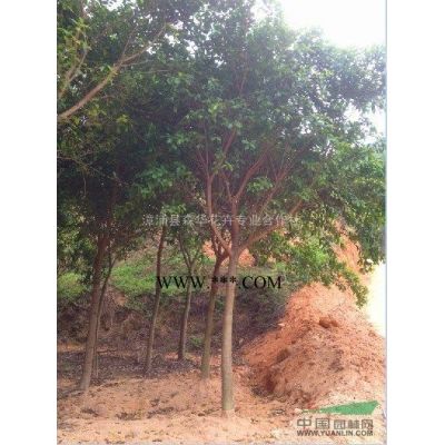 专业批发红叶李熟货地径4-6公分量大