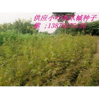 栾树苗