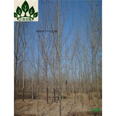 基地出售10公分北栾树 10公分栾树价格 12公分北栾树