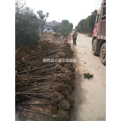 供应5-9公分无患子、无患子价格