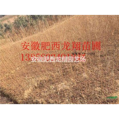 供应1公分榉树、2公分榉树、3公分榉树、4公分榉树