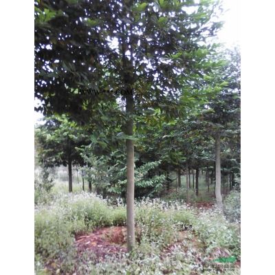 江西无患子2介绍