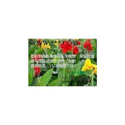 供有12公分到15公分无患子和红白玉兰15公分10支