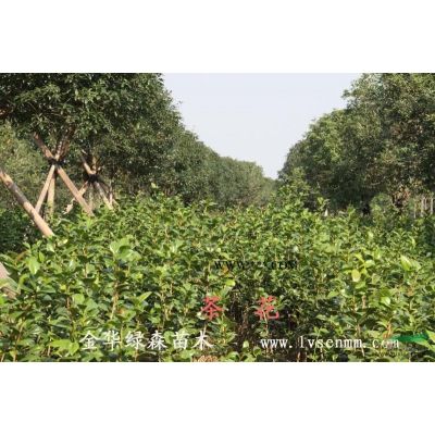 供应黄山栾树