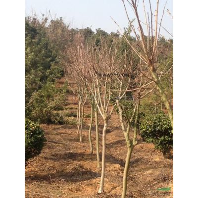 供应一公分无患子苗