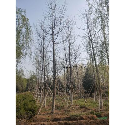 红榉树胸径20-60公分北京大苗圃基地购树木市排价