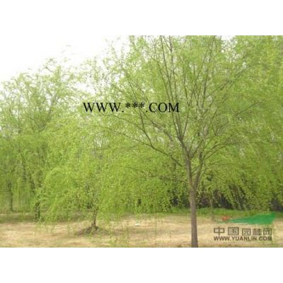 榉树价格/江苏榉树价格多少