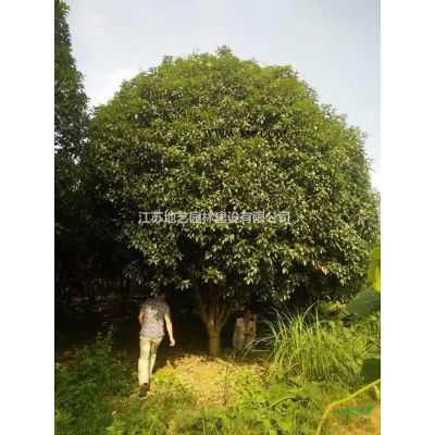 大量出售朴树、朴树图片、朴树价格、朴树种植基地