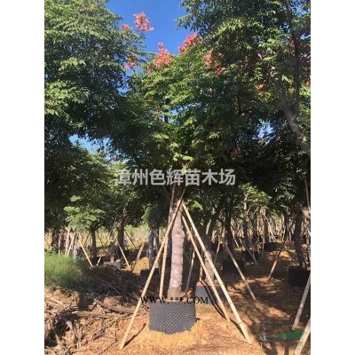25-60高樱花三角梅 三角梅价格 北京三角梅批发