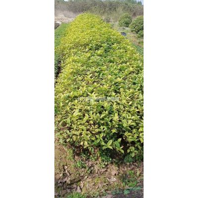 湖南樱花树厂价直销