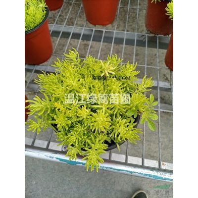成都丛生朴树种植基地