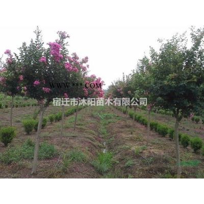 银杏树图片-银杏树价格-绿化苗圃苗木树批发银杏树