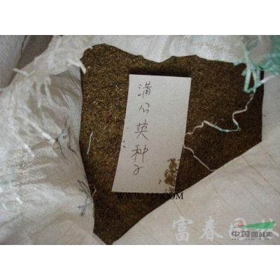 绿化乔木银杏，银杏嫁接苗，银杏实生苗，别名： 白果，公孙树