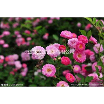 红花紫薇  红花紫薇价格介绍/特征/用途