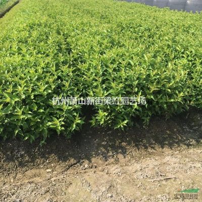 紫薇，紫薇供应，萧山苗木，2020年紫薇低价格