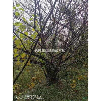 浙江湖州处理8公分紫薇 150棵