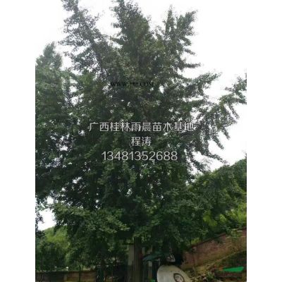 高7-18米银杏树、冠幅4-6米银杏树