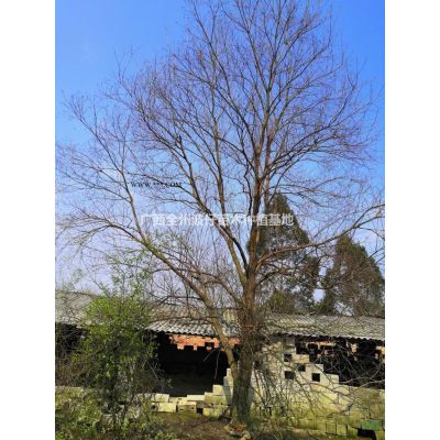 广西3-15公分红枫 广西红枫基地 桂林红枫农户价格/报价