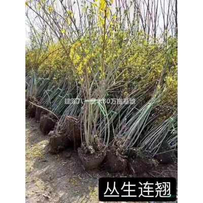 新美国红枫2-20报价/美国红枫基地图片/美国红枫供应价格