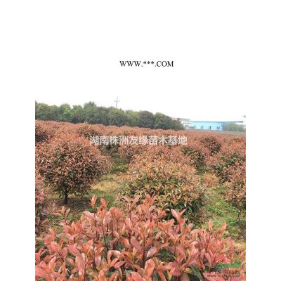 湖南银杏价格‘银杏图片’湖南银杏苗木场‘银杏批发’优质银杏树